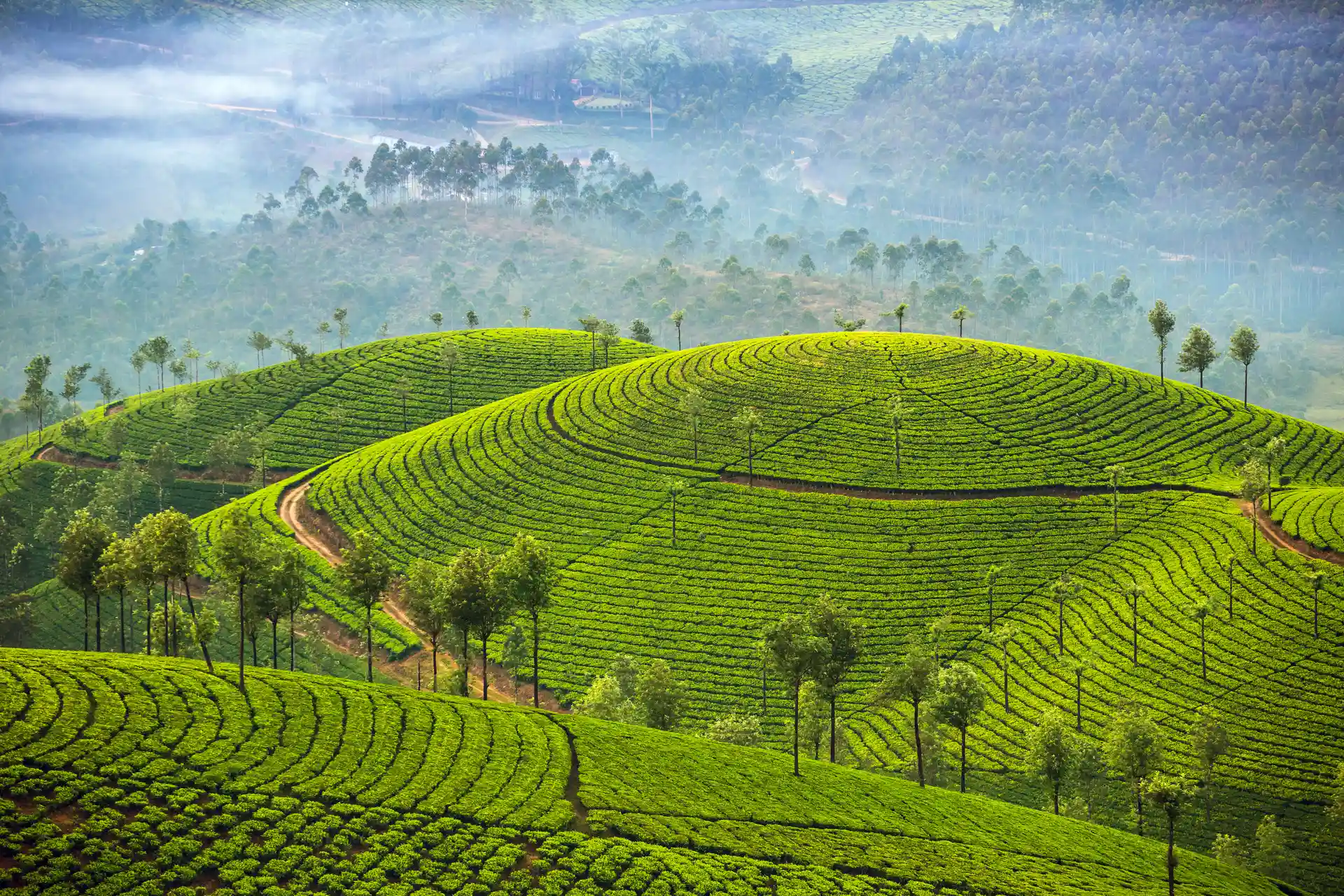 Sri Lanka Tea Country