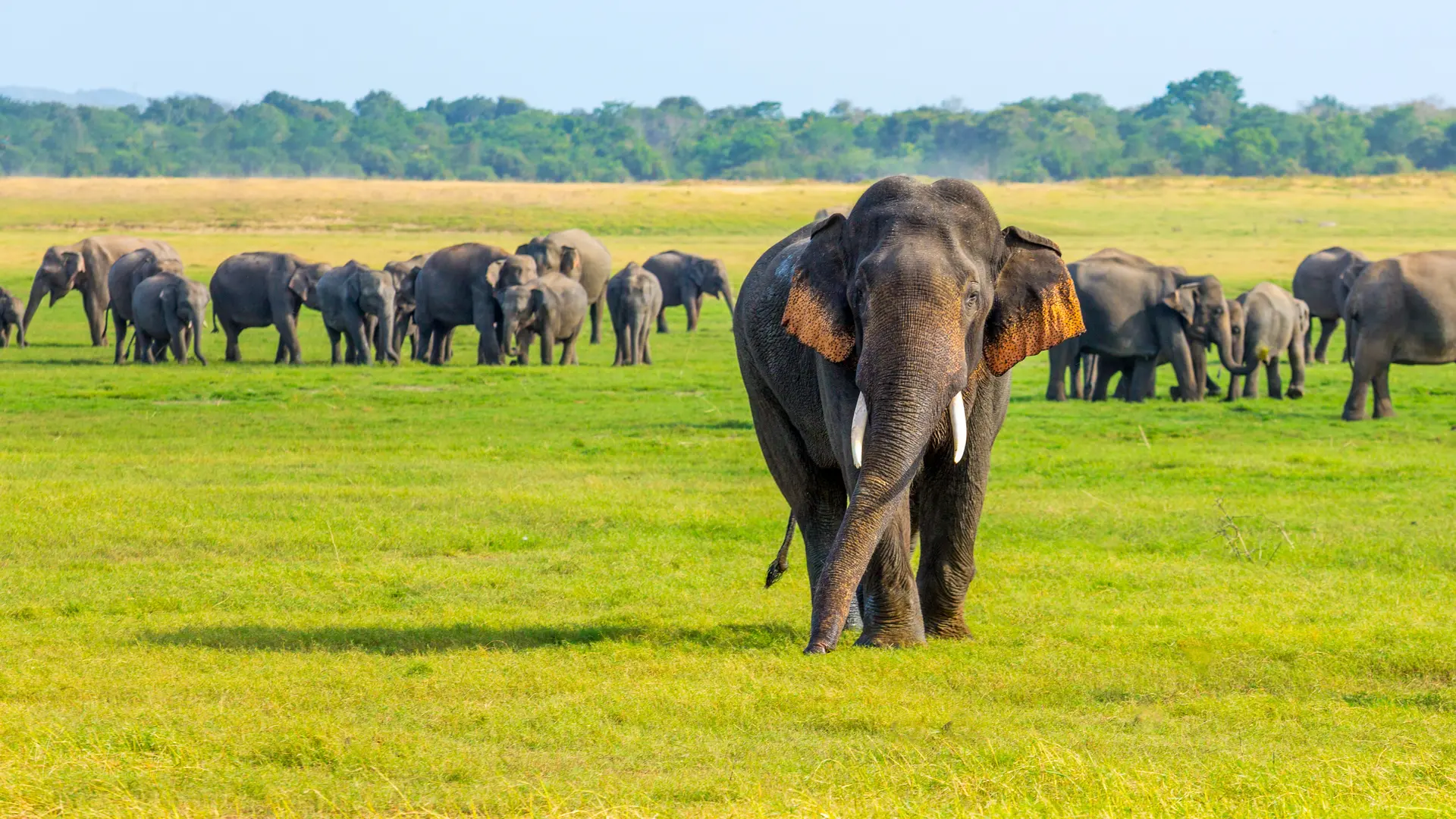 Minneriya National Park