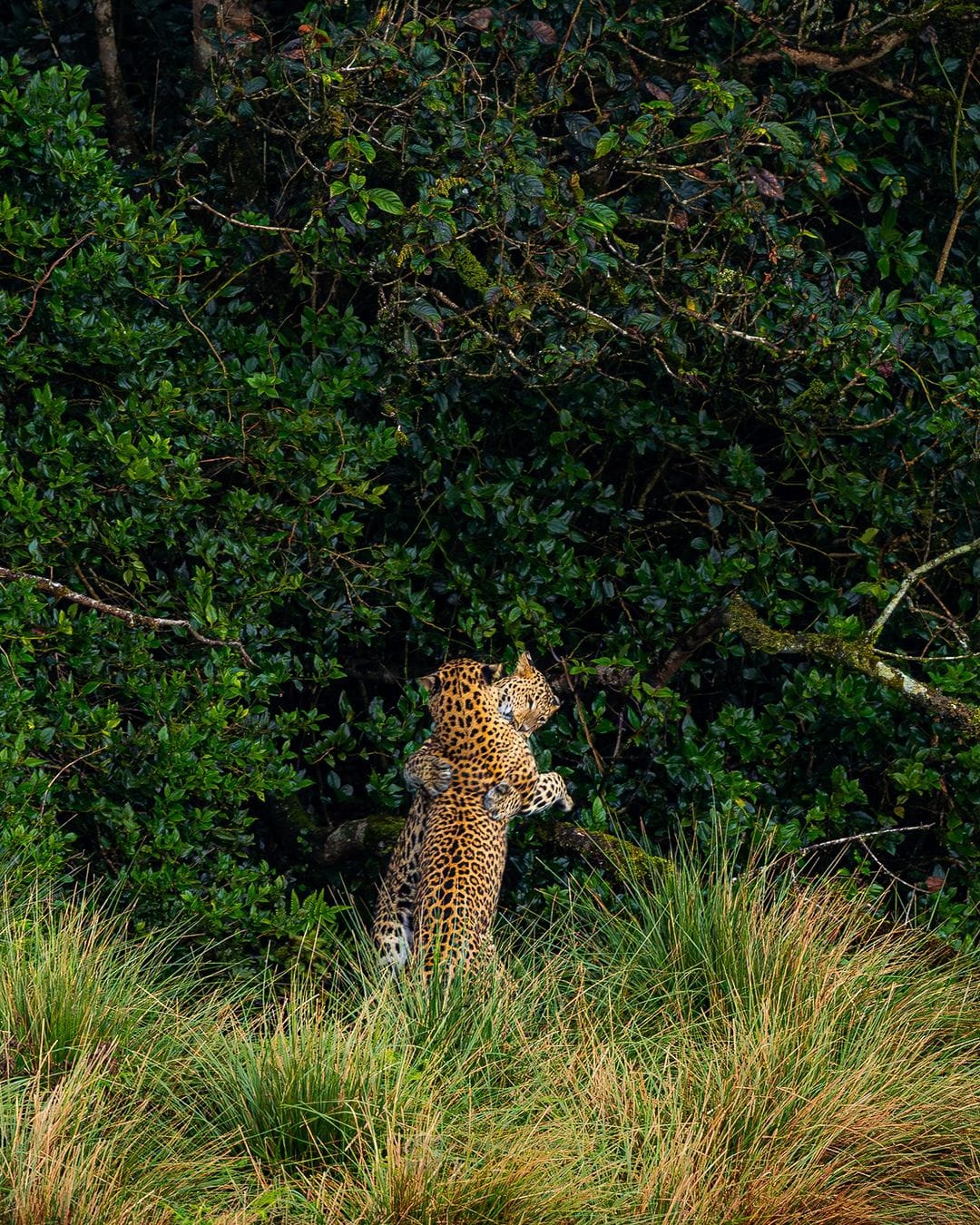 Wildlife, Galle or Seasonal Beach Transfer (by chosen route) — Sri Lanka couples tour