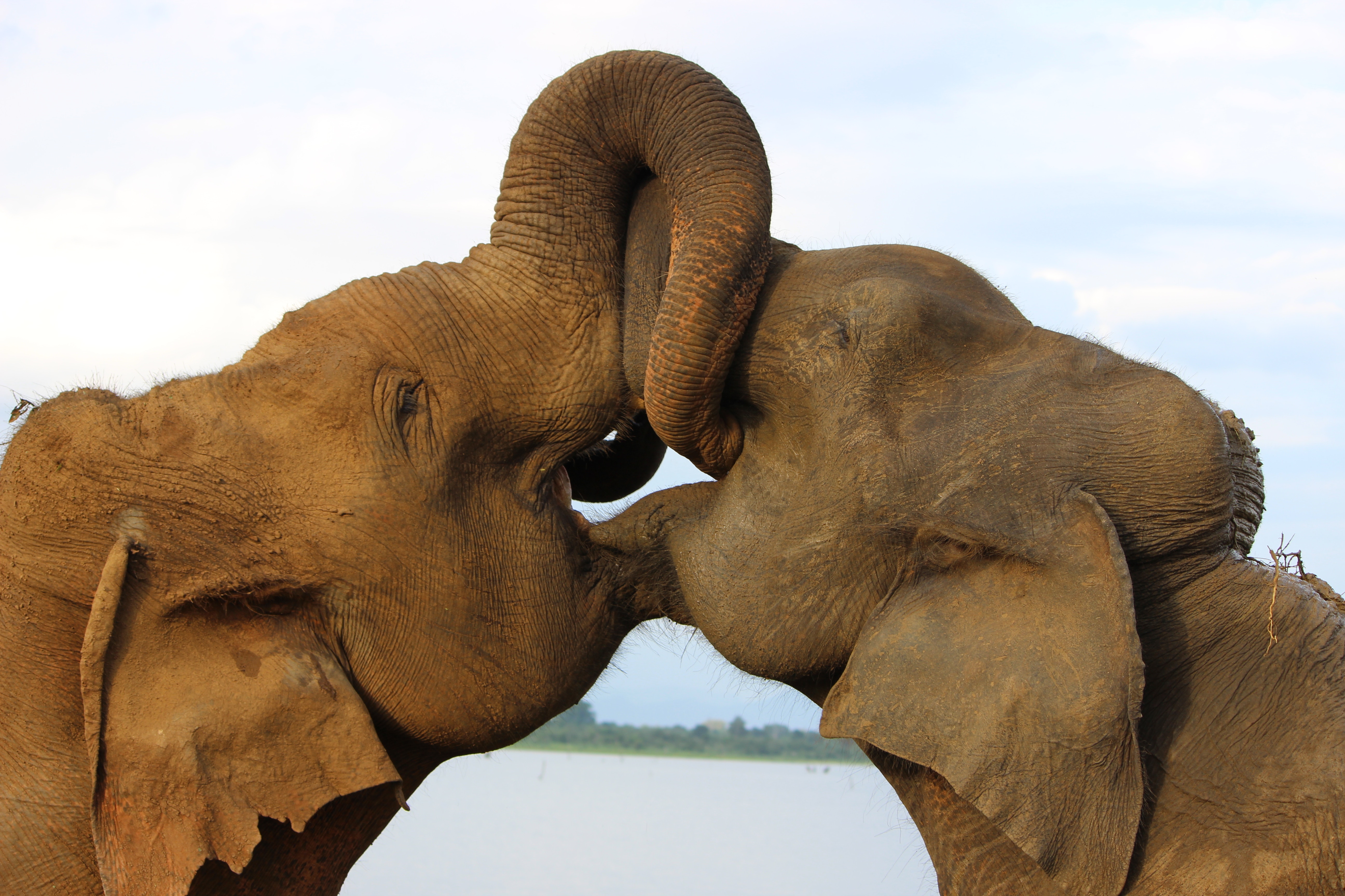 11-Day Sri Lanka Family Adventure Tour — Sri Lanka itinerary by Elephant Travels