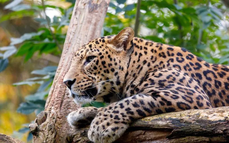 Sri Lanka Wildlife Tours — Sri Lanka itinerary by Elephant Travels