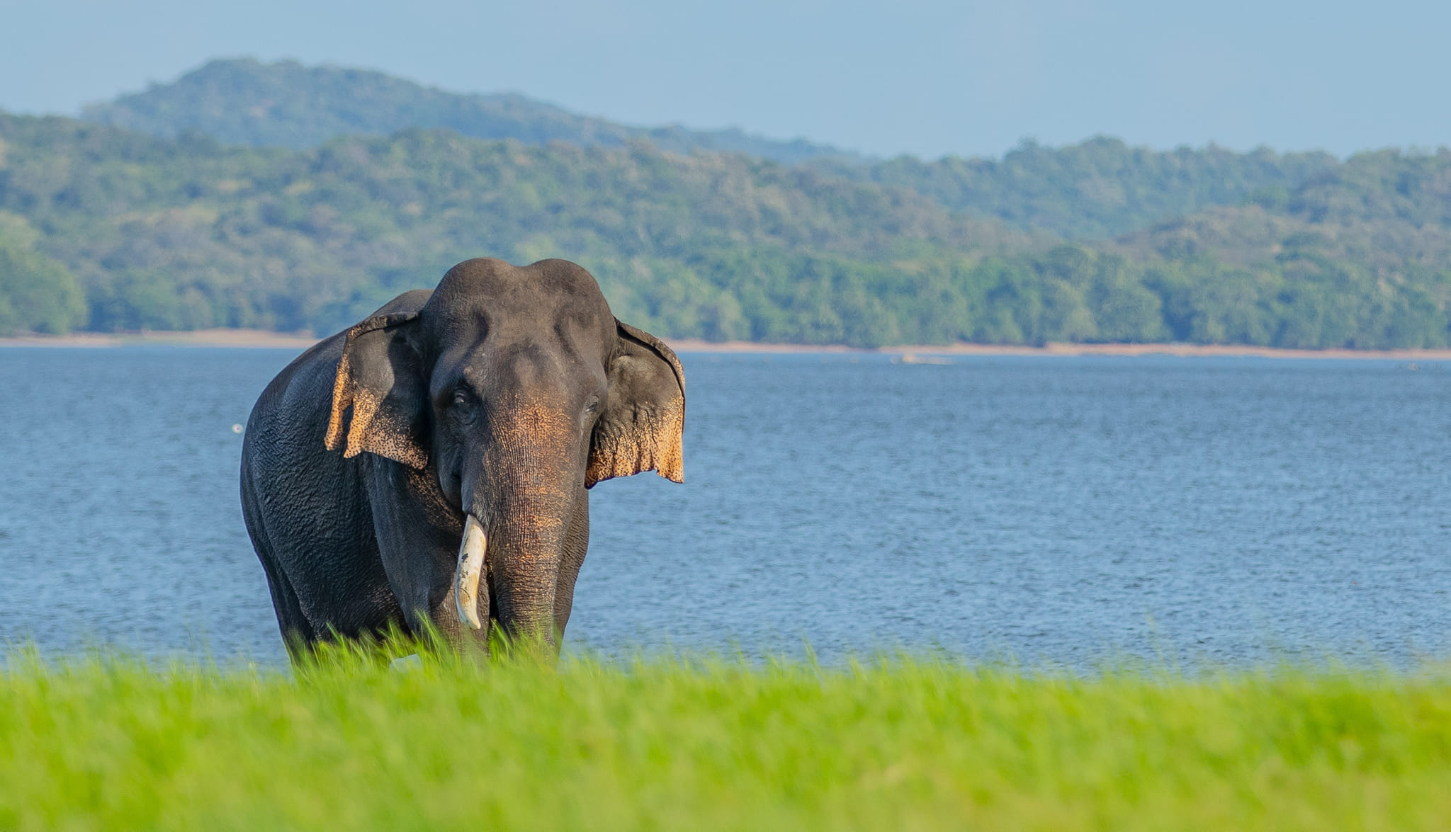Wild elephant by a reservoir on a private Sri Lanka wildlife tour