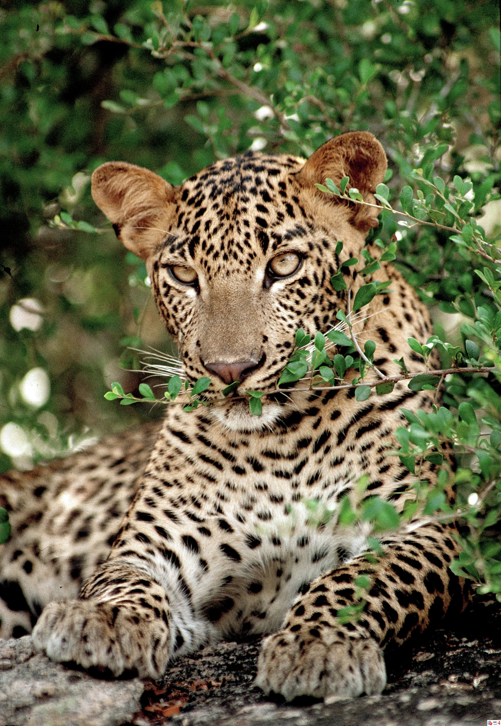 Close-up of a Sri Lankan leopard on a wildlife photography tour