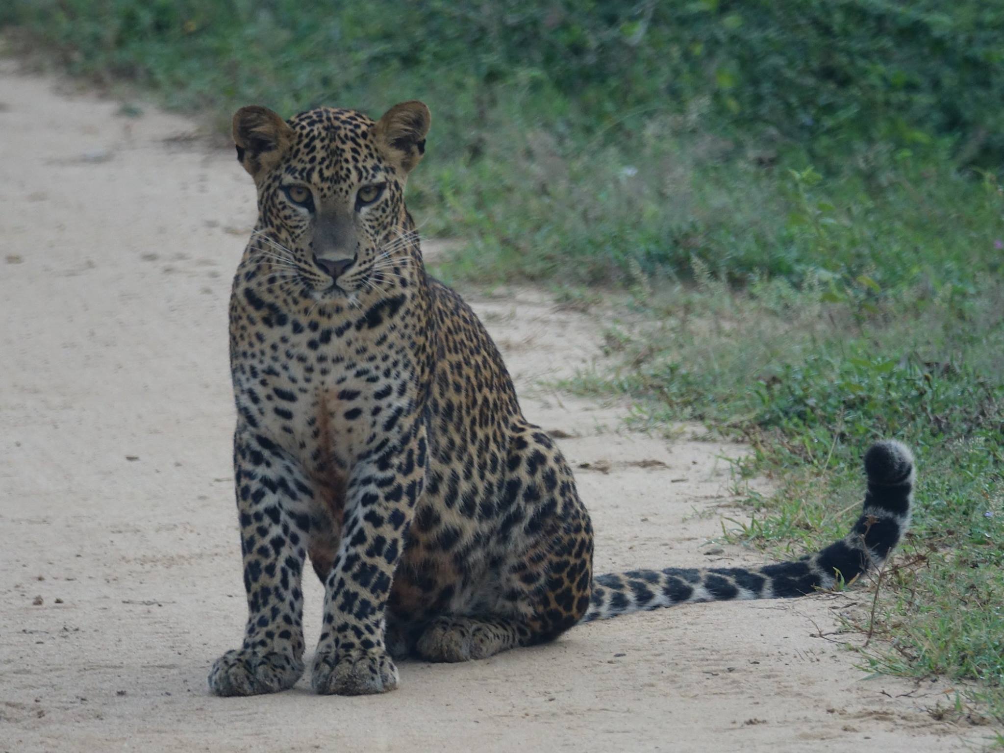 Leopard in Yala National Park on a Sri Lanka wildlife safari tour