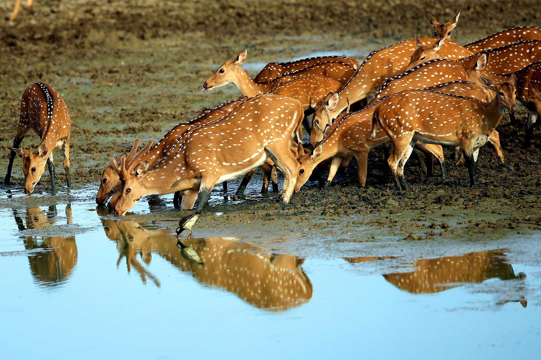 Spotted deer at a waterhole on a Sri Lanka wildlife and culture tour